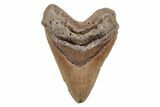 Fossil Megalodon Tooth - North Carolina #201757-1